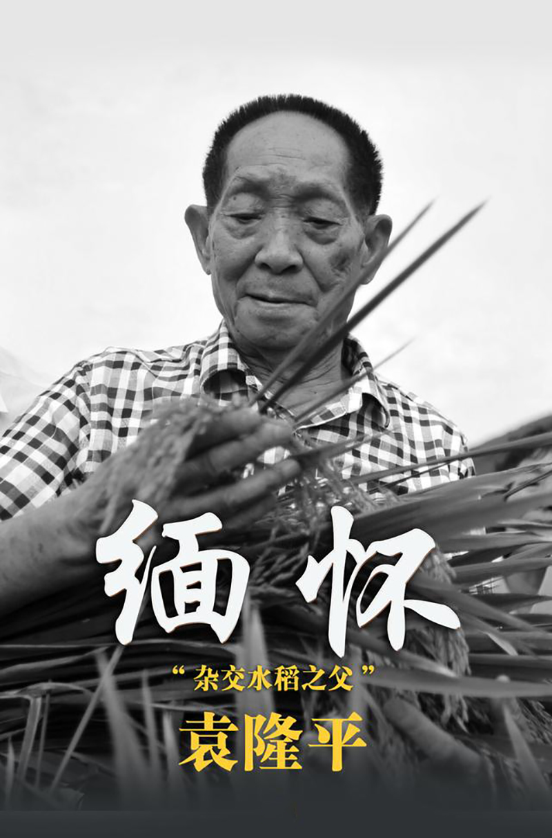 先生千古，国士无双|宝运莱导热硅胶缅怀、致敬，永远的“杂交水稻之父”袁隆平